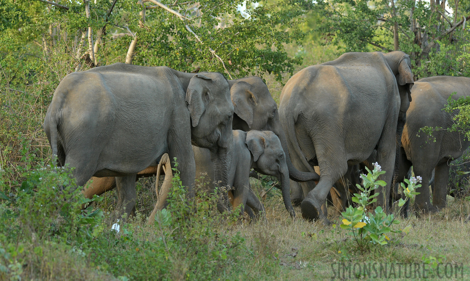 Elephas maximus maximus [280 mm, 1/250 sec at f / 7.1, ISO 1600]